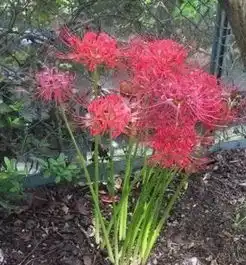 埋葬猫咪的地方长出了彼岸花,而花语却是...
