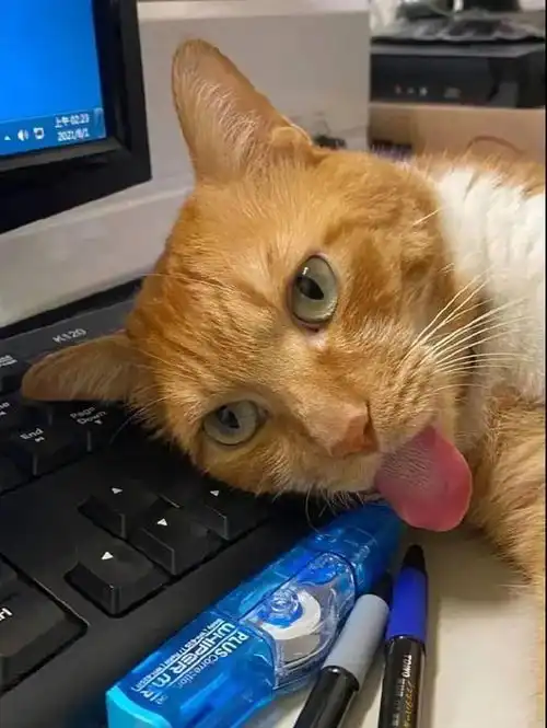 看到橘猫在睡觉,手贱拽他魔性的舌头,突然眼前一亮
