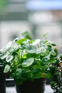 铜钱草,水养土养都ok