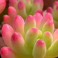 植物头像盆景微信头像图片大全