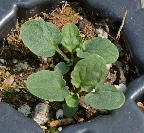 冬季来临前种草8种花,买穴盆苗,移栽成活率高,轻松养开花