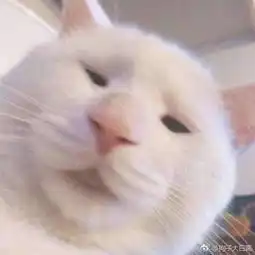狗子大白圆的微博微博