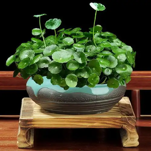 50种便宜又好养的绿植,家里摆几盆,干净又漂亮