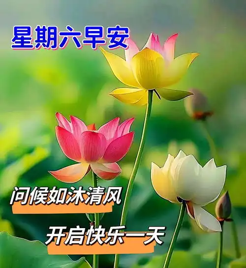 2024年6月29日周六早安祝福语图片合集带着喜乐的心情,迎接一天的美好,周六早安,幸福安康周六早安祝福语安宁幸福快乐早上好清晨手机网易网