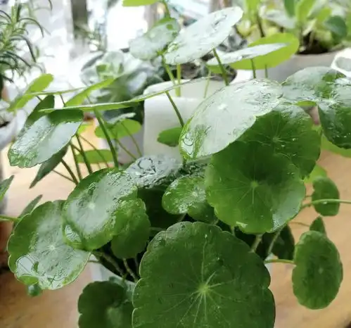 咋都折腾不死的6种花,越是修剪长得越旺,很难养死