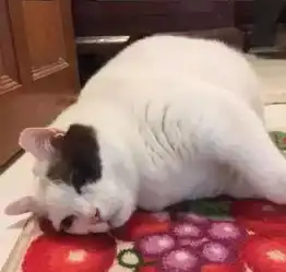 一枚胖成狗狗的喵星人,看你还怎么蹦的起来