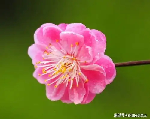 越老越清闲的3大生肖女,丈夫宠爱孩子孝顺,婆媳融洽欢乐多