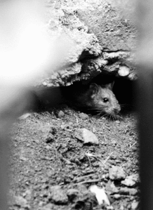 过度放牧之患酿青海肺鼠疫