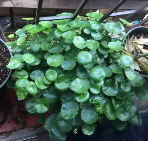 3种植物不能开花,一开花赶紧剪,不然丑哭你