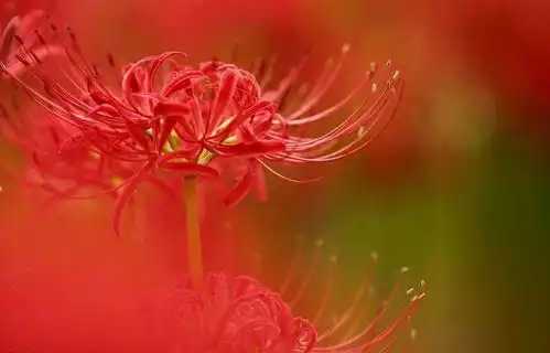 红色彼岸花的花语是什么