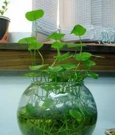 花卉绿植盆栽迷你可爱桌上宠物好养水生水培植物铜钱草金钱草