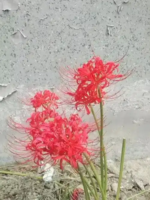 有一种花叫彼岸花懂我者无需解释不懂我者何必解释
