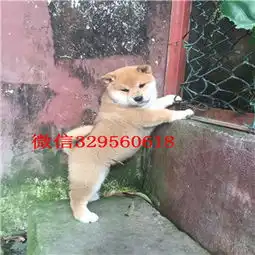 锡林郭勒哪里能买到纯种柴犬柴犬图片极品柴犬赛级柴犬宝宝