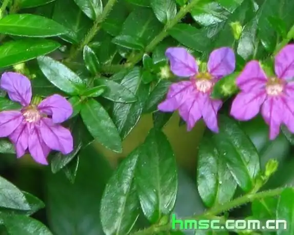 披针叶萼距花