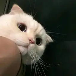 江南o公子萌的微博微博