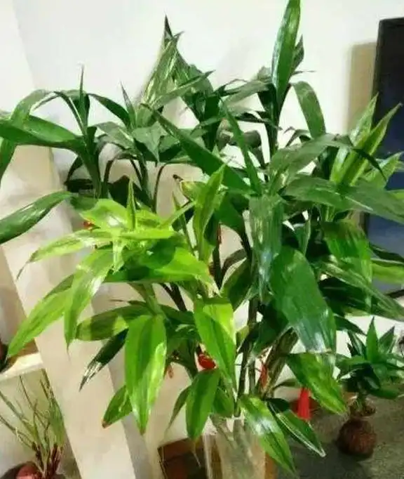这5种花儿人人爱养,富贵又吉祥,招财进宝最宜家