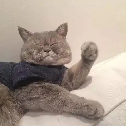 国产猫粮排行榜国产猫粮到底怎么样