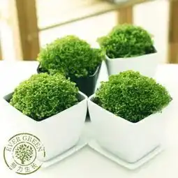 技巧室内最搭的植物配置指南