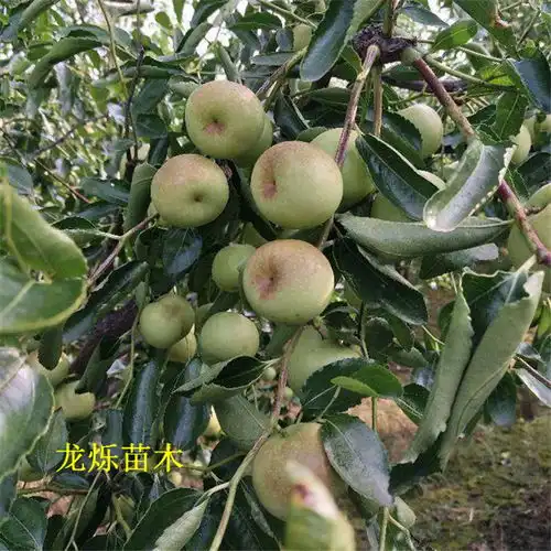沾化冬枣枣苗枝条类型及特性