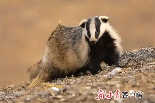 大腕祁连山,请来众多明星作代言