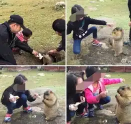 家长请注意北京已确诊两例鼠疫千万不要亲吻喂食接触野生鼠类或旱獭