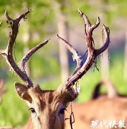 麋鹿鹿角正脱胎换骨,为鹿王争霸做准备