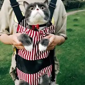 冬天想带猫咪出门玩该怎么做