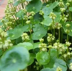 铜钱草的根茎叶花果实是什么样子的