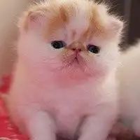 萌萌哒的肥猫头像肥猫咪脸够方