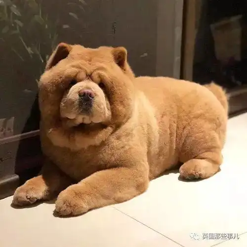 以为是只萌汪,结果特么养成了熊
