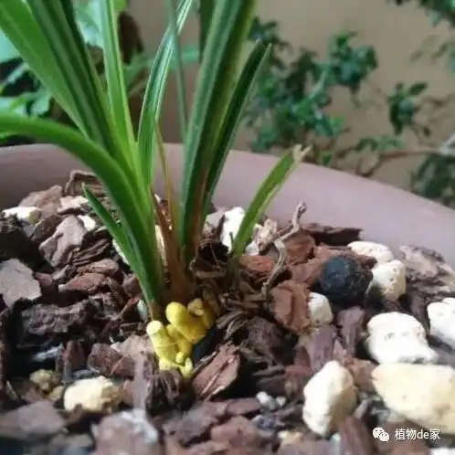 兰花专用植物料,原来就是一堆垃圾