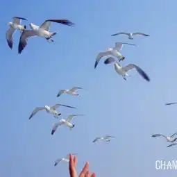 2019蓬莱码头旅游攻略门票地址游记点评,蓬莱码头旅游景点酒店购物美食推荐去哪儿攻略社区