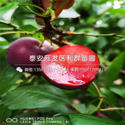 1公分李子苗1公分李子树苗1公分李子树苗价格