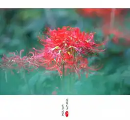彼岸花,开彼岸