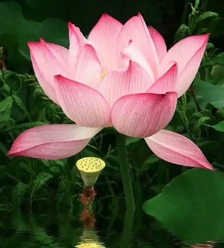 7月下旬开始,福星高照,4属相事业有成,喜多财旺,富甲一方