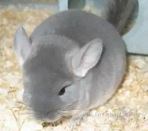 能问一下不什么是龙猫啊