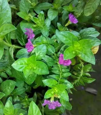 香膏萼距花