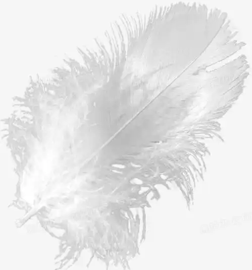 白色羽毛png图片素材免费下载png格式700750像素熊猫办公