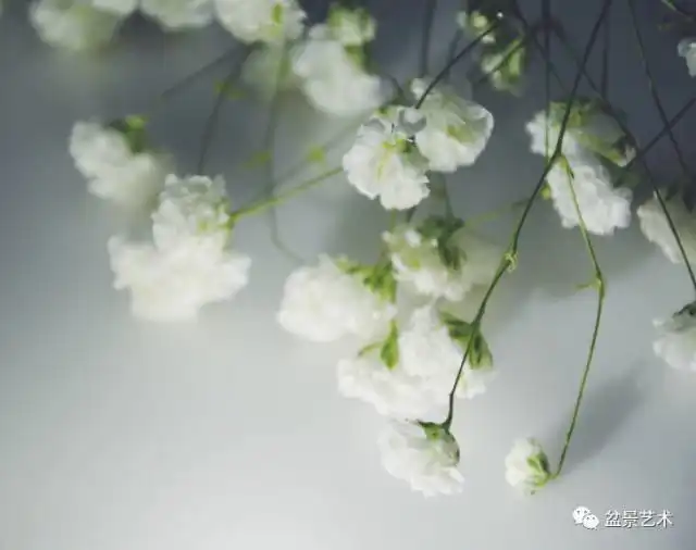 满天星盆栽的养护管理