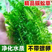 biorb造景装饰biorb鱼缸装饰造景套餐假山石水族箱装饰鱼缸假山造景个性创意多少钱