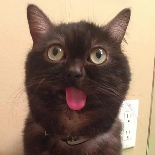吐舌猫