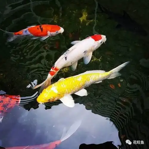 不同品种的锦鲤,怎么混搭