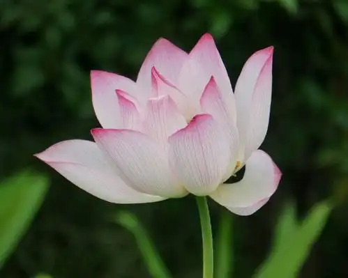 好运降临,顺利的不得了的生肖,2019年财气骤增,福气享不完