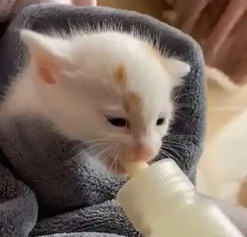 捡到一只小猫,3天后,猫妈妈找上门要孩子,那叫声听得人心碎