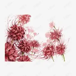 曼珠沙华插画素材图片免费下载高清图片png千库网图片编号6550548