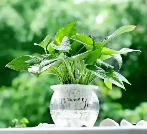 办公室最全绿植养护指南,迅速转走