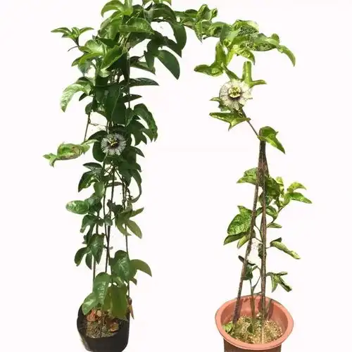 百香果苗爬藤盆栽鸡蛋果苗满天星黄金百香果树苗台农树苗当年结果