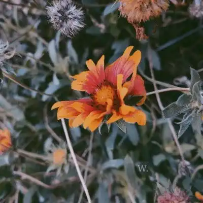测试一个超长简介的文章