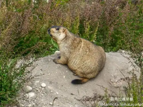 土拨鼠又乖巧又可爱,但不要靠它太近,否则很可能遭受不幸