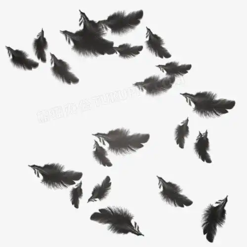 黑羽毛png图片素材免费下载羽毛png500500像素熊猫办公